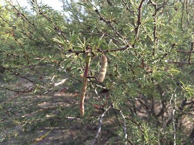 Vachellia bravoensis, photographed by Juan Cruzado Cortés