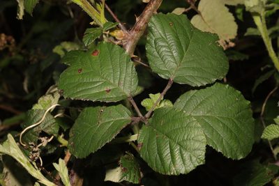 Rubus vestitus, photographed by Stephen James McWilliam