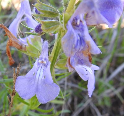 Salvia engelmannii, photographed by saltyhiker