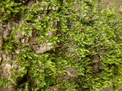 Hypnum resupinatum, photographed by Susan Marley