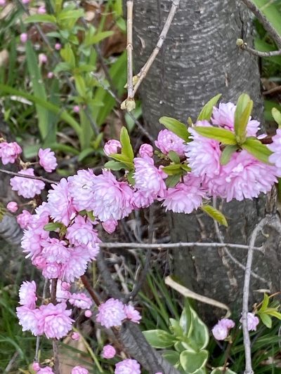 Prunus glandulosa, photographed by Sandy Wolkenberg
