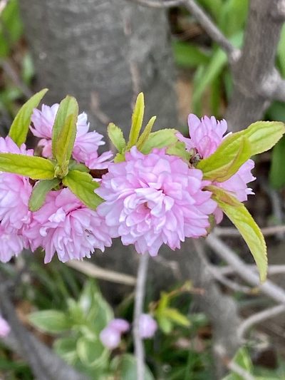 Prunus glandulosa, photographed by Sandy Wolkenberg