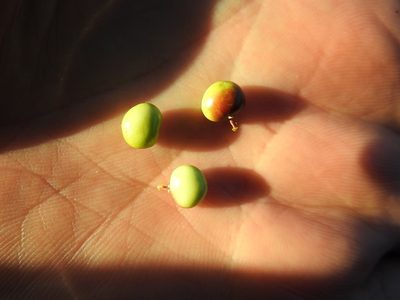 Searsia tripartita, photographed by Karim Haddad