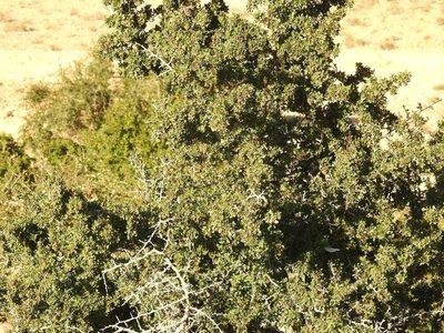 Searsia tripartita, photographed by Karim Haddad