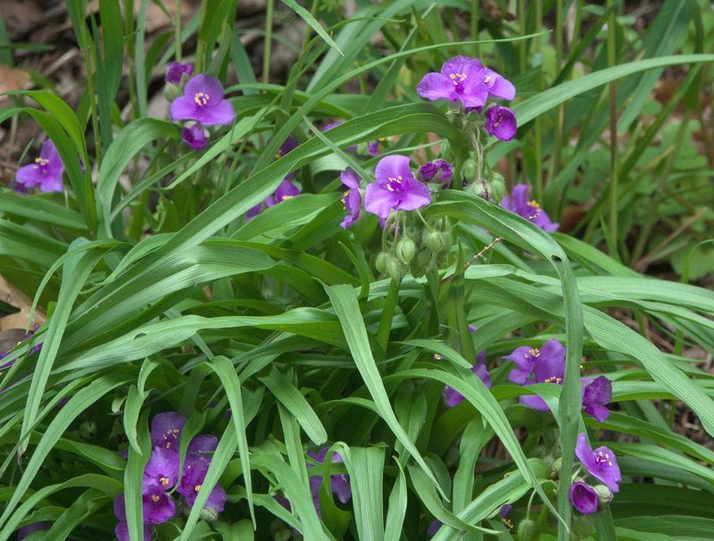 Tradescantia ernestiana, photographed by Robert Webster