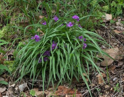 Tradescantia ernestiana, photographed by Robert Webster