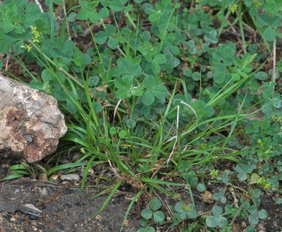 Carex retroflexa, photographed by Robert Webster