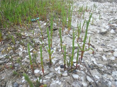 Salicornia bigelovii, photographed by Jody Shugart