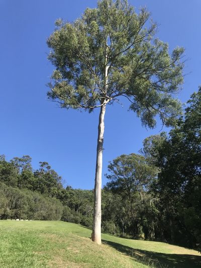 Eucalyptus propinqua, photographed by tallarook
