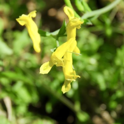 Corydalis micrantha, photographed by Laura Clark