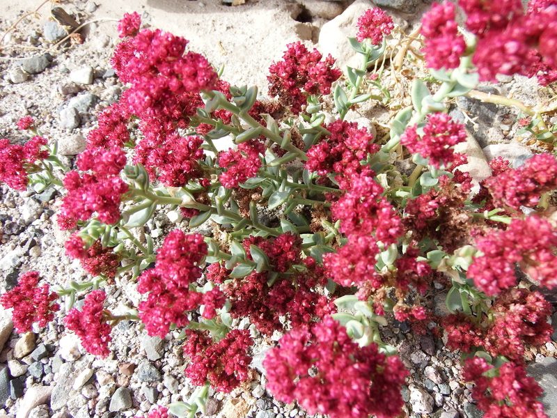 Cistanthe celosioides, photographed by cstobie