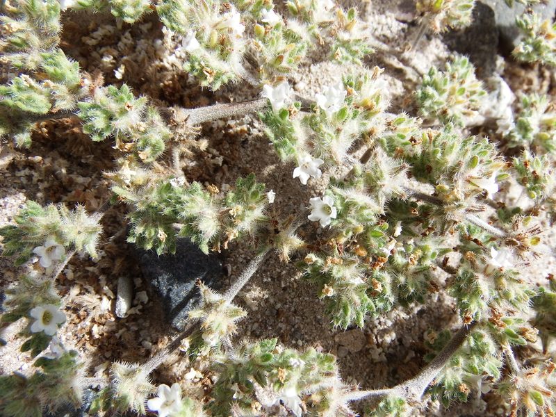 Tiquilia paronychioides, photographed by cstobie