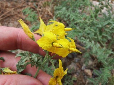 Solanum chilense, photographed by cstobie