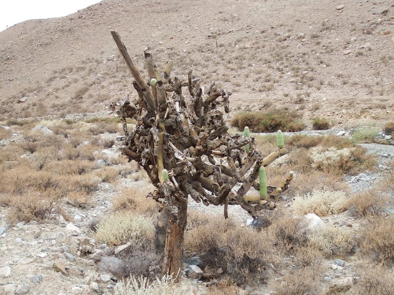 Browningia candelaris, photographed by cstobie