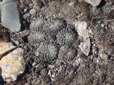 Pelecyphora aselliformis, photographed by Andrés Zapata