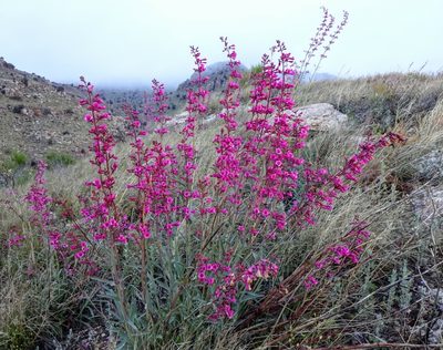 Penstemon parryi, photographed by Andrew Tree