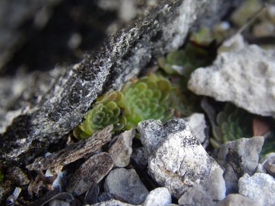 Pinguicula esseriana, photographed by Andrés Zapata