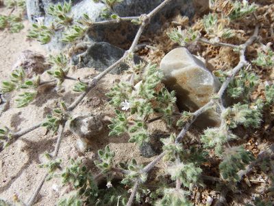 Tiquilia paronychioides, photographed by cstobie