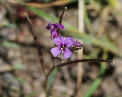 Streptanthus hammittii, photographed by James Bailey