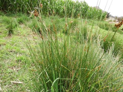 Juncus imbricatus, photographed by cstobie