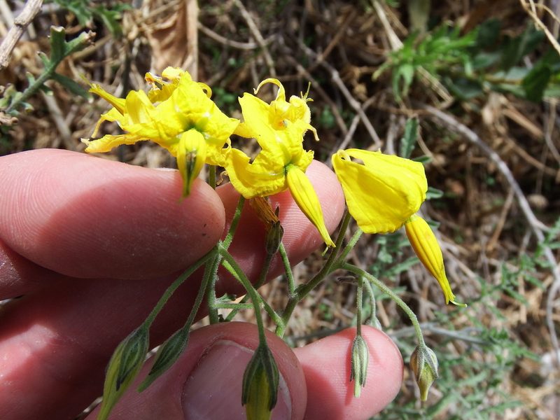 Solanum chilense, photographed by cstobie
