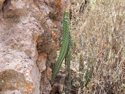 Corryocactus brevistylus, photographed by cstobie