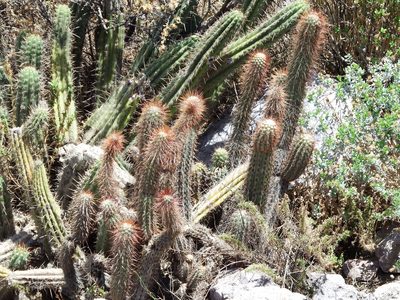 Weberbauerocereus torataensis, photographed by cstobie