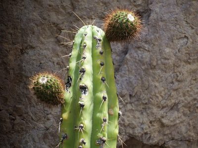 Corryocactus brevistylus, photographed by cstobie