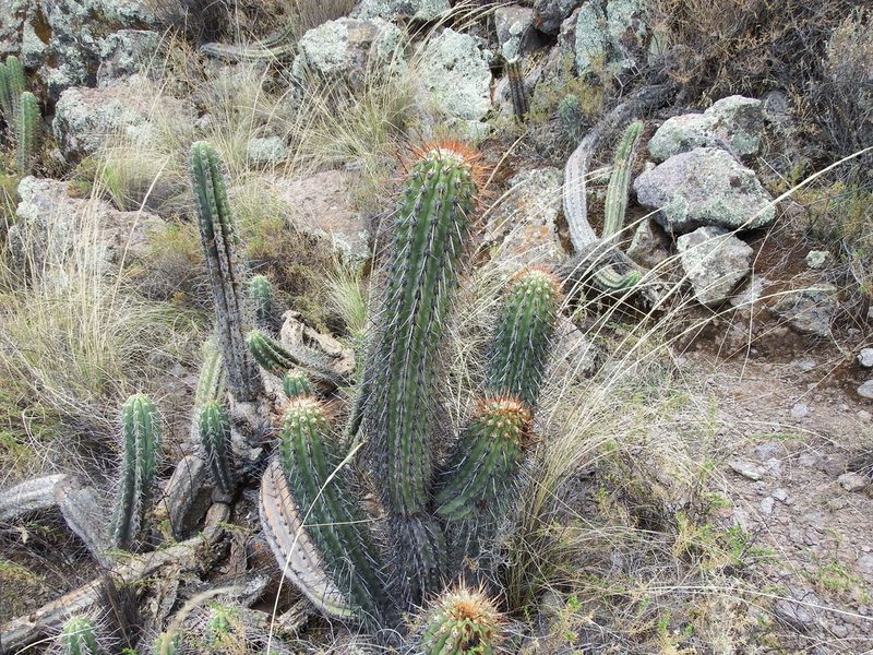 Weberbauerocereus torataensis, photographed by cstobie