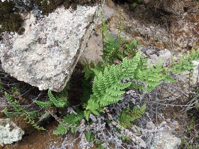Myriopteris myriophylla, photographed by cstobie