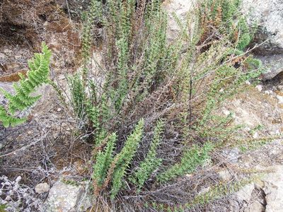 Quechuapteris pruinata, photographed by cstobie