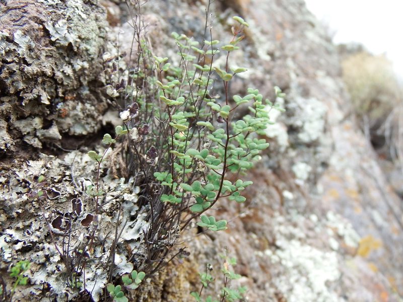 Argyrochosma nivea, photographed by cstobie