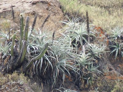 Puya cylindrica, photographed by cstobie