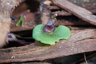 Corybas despectans, photographed by Kym Nicolson