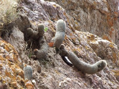 Oreocereus hempelianus, photographed by cstobie