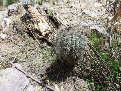 Oreocereus hempelianus, photographed by cstobie