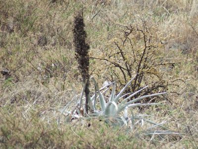 Puya cylindrica, photographed by cstobie