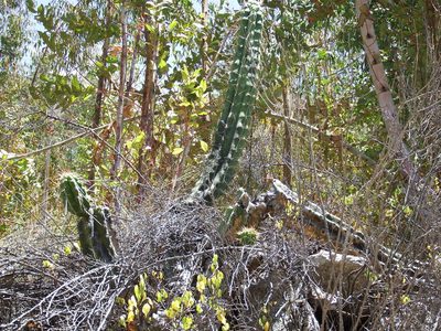 Corryocactus brevistylus, photographed by cstobie