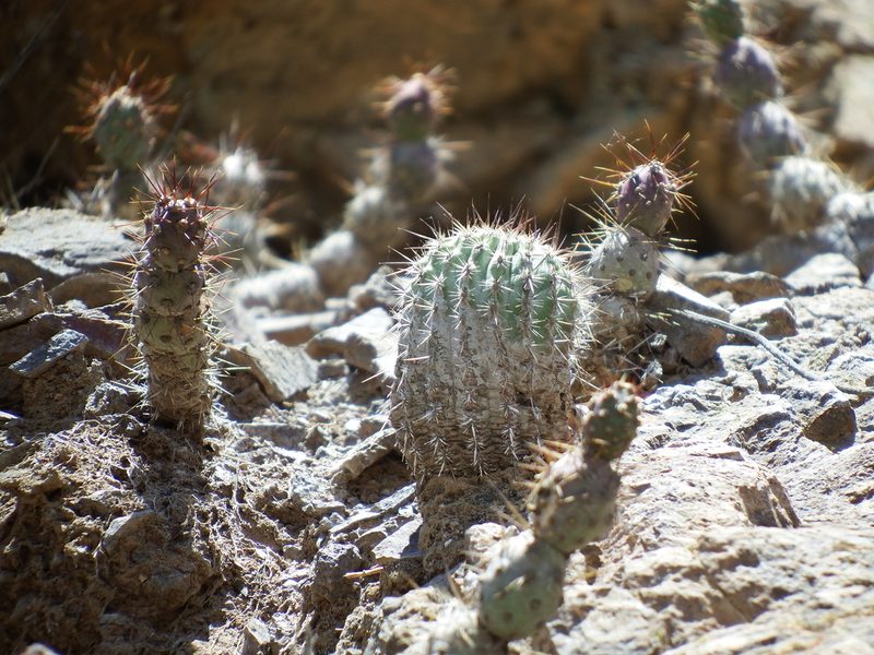 Oreocereus hempelianus, photographed by cstobie