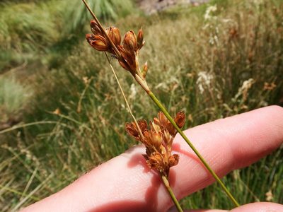 Juncus imbricatus, photographed by cstobie