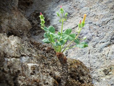 Oxalis megalorrhiza, photographed by cstobie