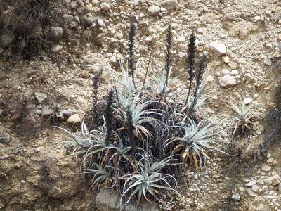 Puya cylindrica, photographed by cstobie