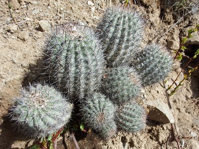 Oreocereus hempelianus, photographed by cstobie