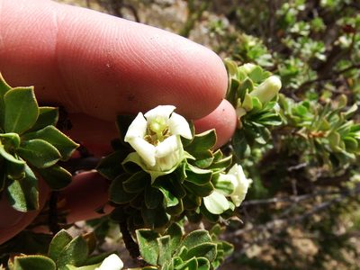 Escallonia myrtilloides, photographed by cstobie