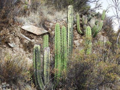 Corryocactus brevistylus, photographed by cstobie