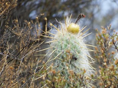 Oreocereus leucotrichus, photographed by cstobie