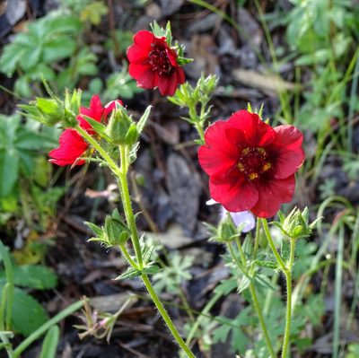 Potentilla thurberi, photographed by Andrew Tree