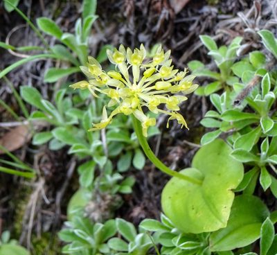 Malaxis brachystachys, photographed by Andrew Tree