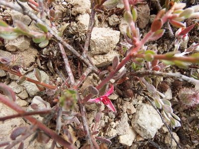Krameria lappacea, photographed by cstobie
