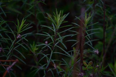 Ionactis repens, photographed by Jessica